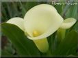 yellow calla lily flower