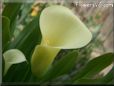 yellow calla lily flower