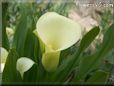 yellow calla lily flower