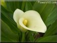 yellow calla lily flower