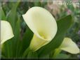 yellow calla lily flower