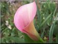 pink white calla lily flower