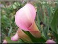 pink white calla lily flower