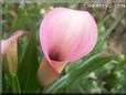 pink white calla lily flower