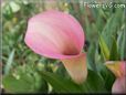 pink white calla lily flower
