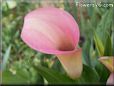 pink white calla lily flower