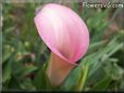 pink white calla lily flower