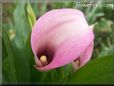 pink white calla lily flower