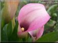 pink white calla lily flower