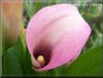 pink white calla lily flower