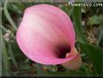 pink white calla lily flower