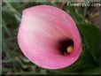 pink white calla lily flower