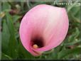 pink white calla lily flower