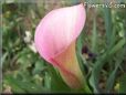 pink white calla lily flower
