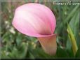 pink white calla lily flower