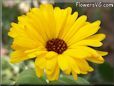 yellow calendula flower