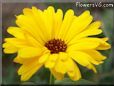 yellow calendula flower