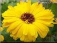 yellow calendula flower