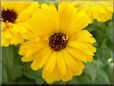 yellow calendula flower