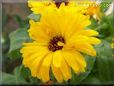 yellow calendula flower