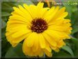 yellow calendula flower