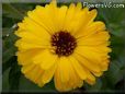 yellow calendula flower