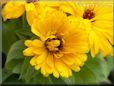 yellow calendula flower