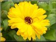 yellow calendula flower