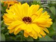 yellow calendula flower