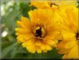 yellow calendula flower
