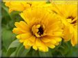 yellow calendula flower