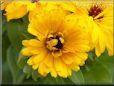 yellow calendula flower
