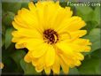 yellow calendula flower