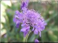 pincushion flower