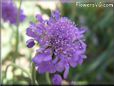 pincushion flower