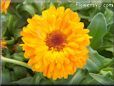 light orange calendula flower