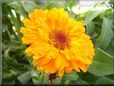 light orange calendula flower