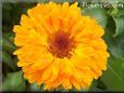 light orange calendula flower