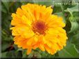 light orange calendula flower