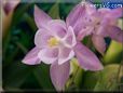 white pink columbine flower