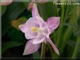 white pink columbine flower