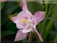 white pink columbine flower