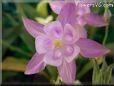 white pink columbine flower