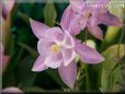 white pink columbine flower