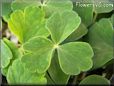 columbine leaf