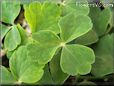 columbine leaf