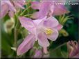 white pink columbine flower