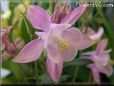 white pink columbine flower