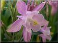 white pink columbine flower