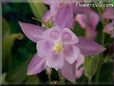 white pink columbine flower
